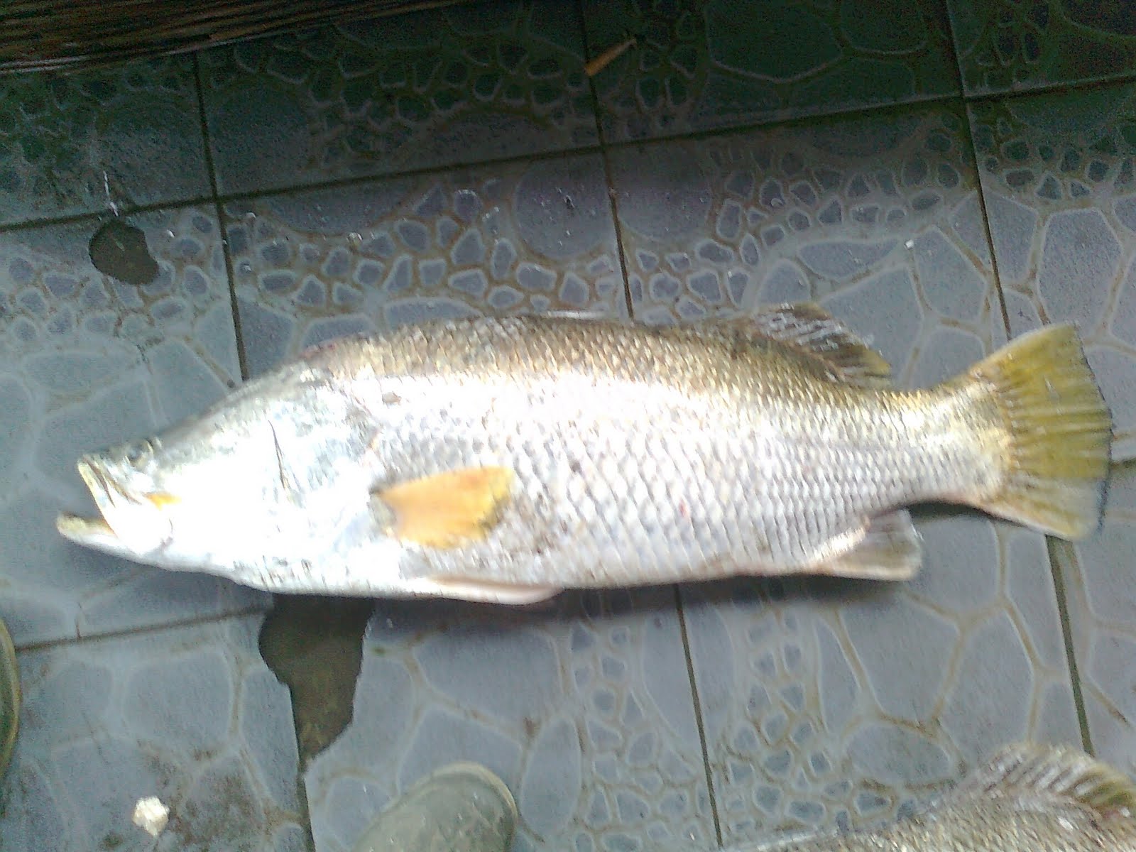 PD Usaha Mandiri Harga Ikan 