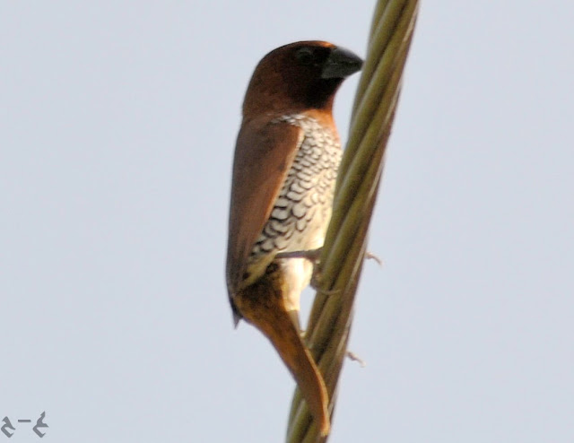 The scaly-breasted munia (Lonchura punctulata) also known as or spotted munia, nutmeg mannikin or spice finch 