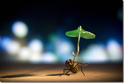mosca-3