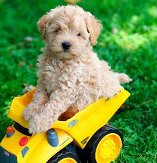 Best Cockapoo Puppies For Sale Long Island New York www.BestPuppiesForSale.org (631) 644-0326