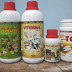 Ini DIa Vitamin Ikan Lele untuk Mempercepat Pertumbuhan
