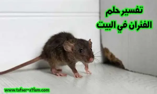 تفسير حلم الفئران في البيت