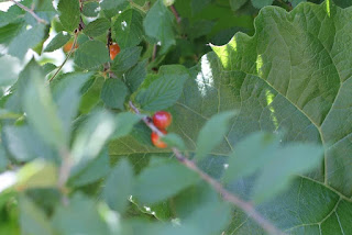 Nanking cherries