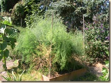 asparagus fern grotto