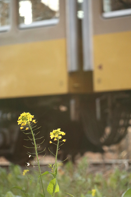 西武多摩川線と菜の花（新小金井-多摩）