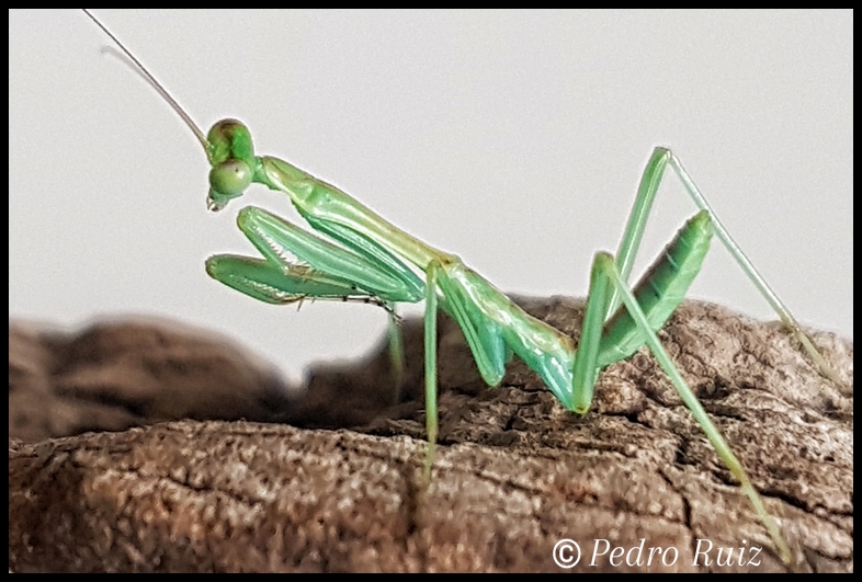 Ninfa macho L4 de Omomantis zebrata