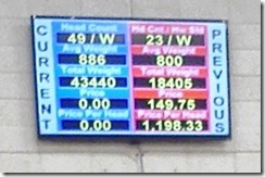 cattle price