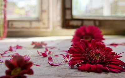 fotografias de gerberas