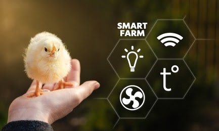 ADEM : Inovasi Hebat Yang Mampu Meningkatkan Produksi Ayam Broiler