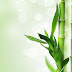 Kisah Perjuangan Pohon Bambu