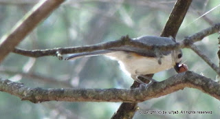 Tufted Titmouse