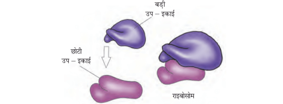 राइबोसोम : राइबोसोम की संरचना, कार्य एवं प्रकार । Ribosomes in Hindi