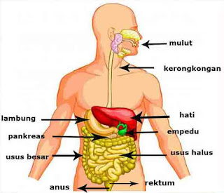 Sistem pencernaan pada manusia