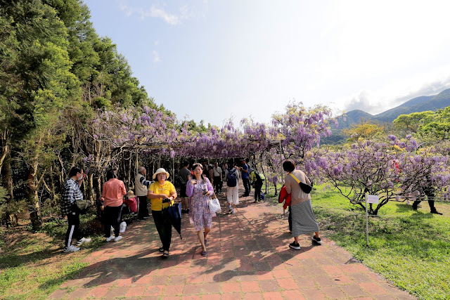 淡水紫藤咖啡園 紫藤花