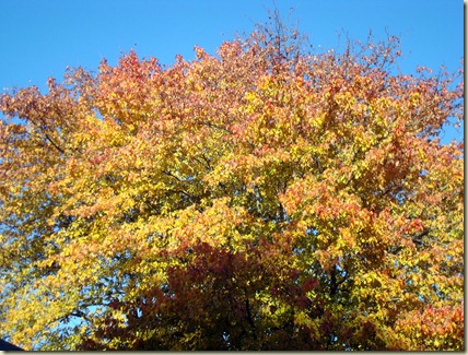 2011-11-06 001