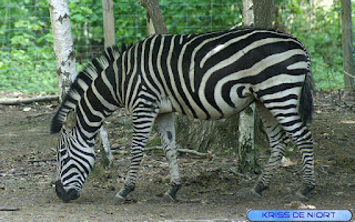 Photo de Zèbre - Equus - Faune africaine