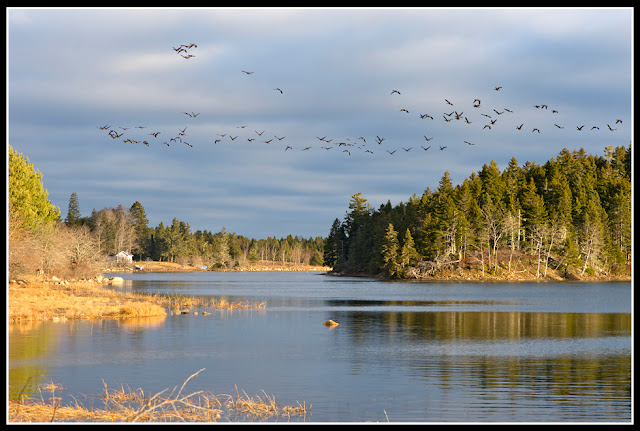 Nova Scotia; Inlet; Birds: Flock