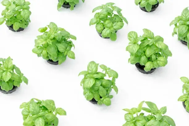 The benefits of growing basil without soil. Learn about nutrient requirements, lighting, and harvesting techniques.