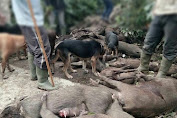  Populasi Babi Hutan di Bulukumba Kian Meningkat, Andi Utta Galangkan Program Berburu