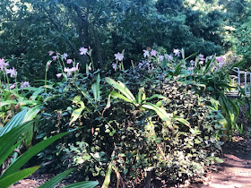 Visite du jardin botanique de San Francisco