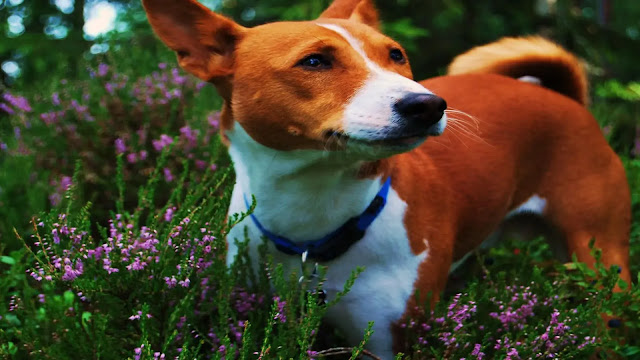 Basenji