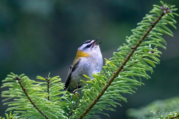 Firecrest