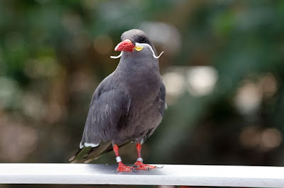 The Bougainville Moustached kingfisher