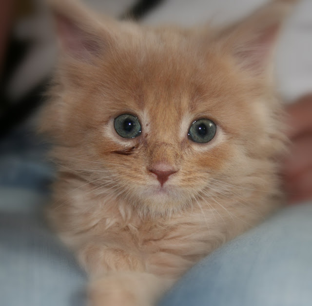 Maine coon kittens by eleda 1 from flickr (CC-NC)