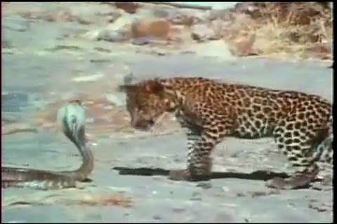 Leopard Cub Vs King Cobra Pics Cobra Fight With Tigger