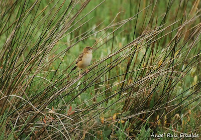 Buitrón (Cisticola juncidis)