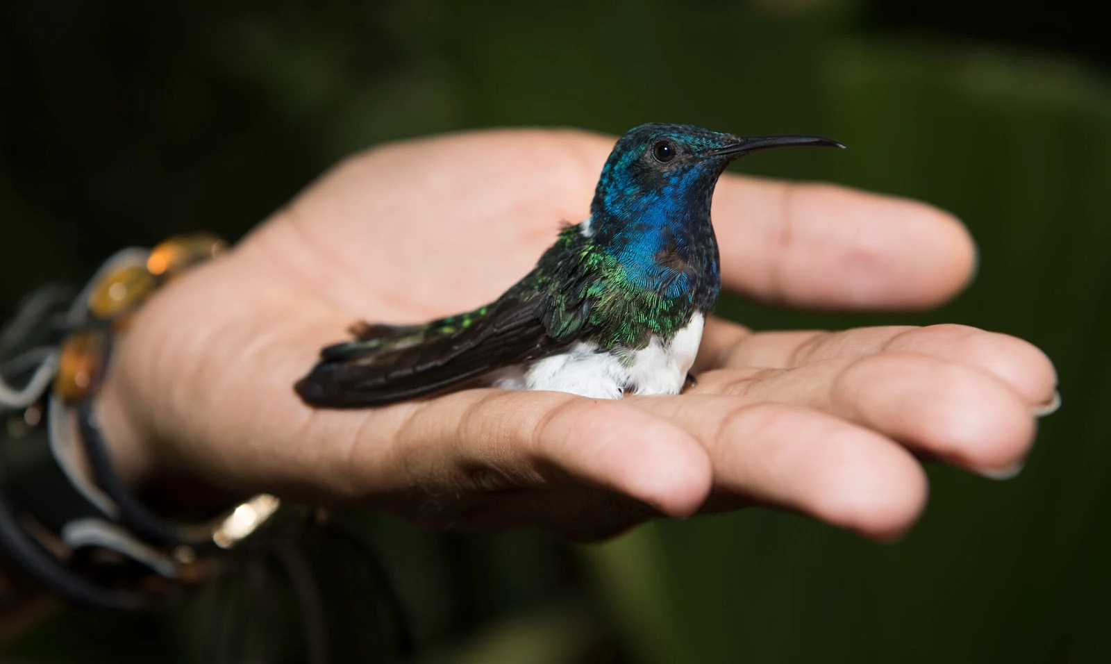 Female white-necked jacobin hummingbird with male-like plumage