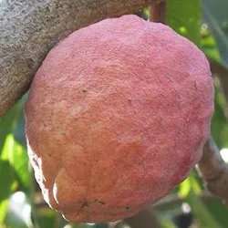 Penjual Pohon Sirsak Merah Cepat Berbuah