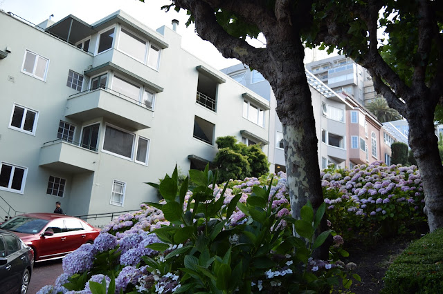 Lombard Street hydrangeas