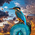 Awesome 19 Facts on Kingfisher - 2020