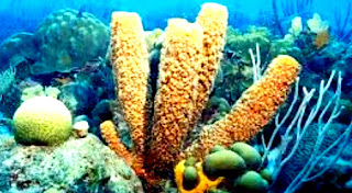 Porifera habitar dilautan