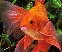 Comet (goldfish) atau Ikan Komet