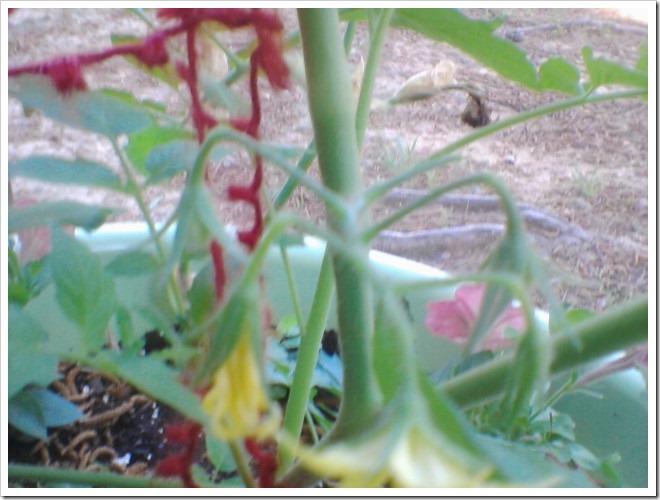 juliette tomatoes 430