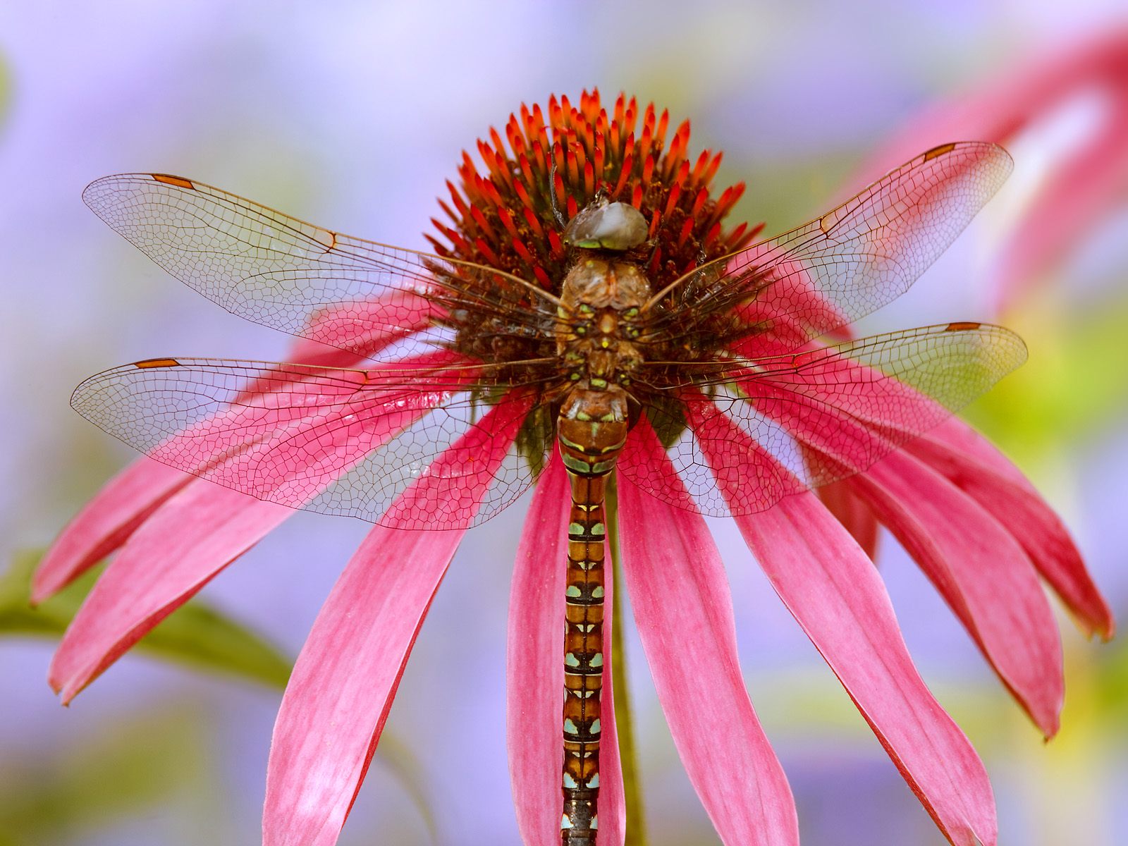 types of flowers wiki Dragonflies with Flowers | 1600 x 1200