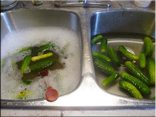 washing pickling cucumbers