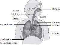 Organ-Organ Pernapasan Pada Manusia Lengkap Dengan Gambar dan Pembahasannya