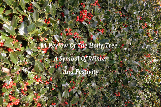 Holly Hedge In Garden with red berries