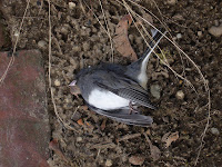 Dead bird photo