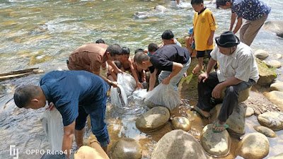 40.500 Bibit Ikan Bantuan DKP Provinsi Sumbar Dilepas di Barang Aek Sontang