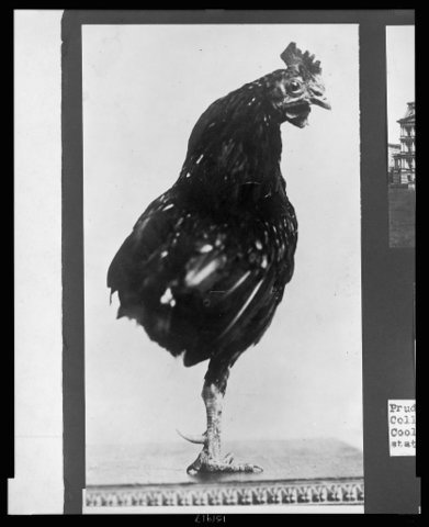 One-Legged Rooster