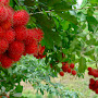 Amazing Benefits of Rambutan For Beauty and Healthy