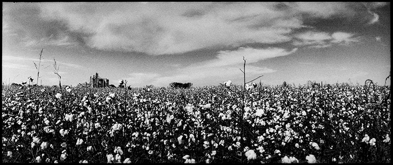 Un champ de coton dans le Mississippi.