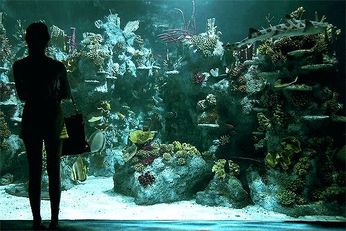 download wallpaper ikan bergerak  dalam aquarium gambar 