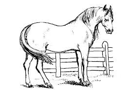 Realistic Horse Coloring Pages For Adults