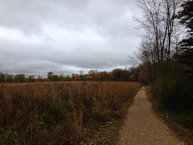 Nature Study: Field in Autumn