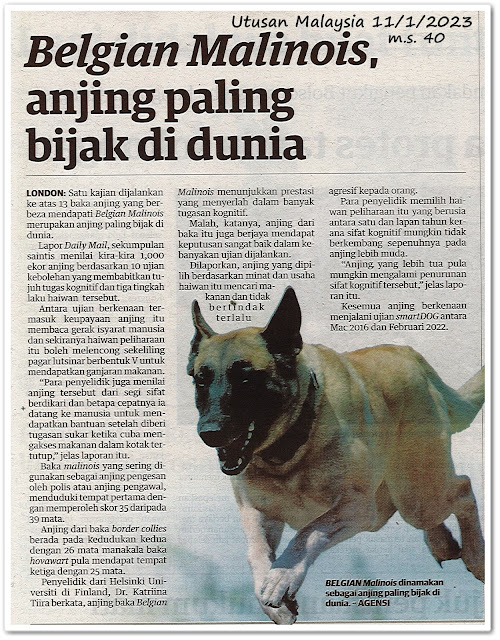 Belgian Malinois, anjing paling bijak di dunia - Keratan akhbar Utusan Malaysia 11 Januari 2023